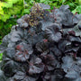 Heuchera Obsidian blooming with creamy white flowers above glossy black leaves