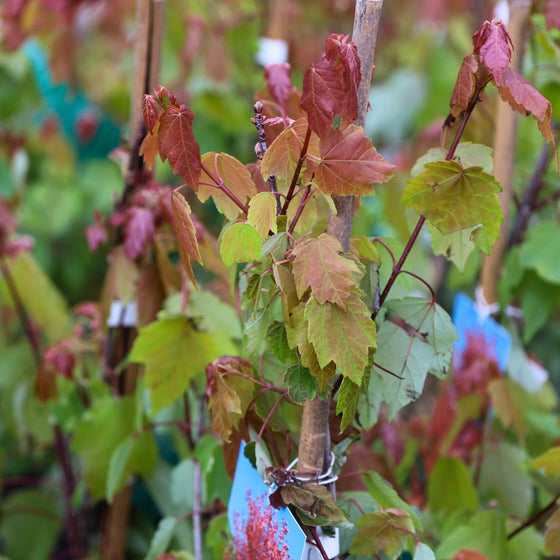 mass of vibrant leaves on young october glory maple trees