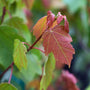 close up view of vibrant red and green leaves on young october glory maple tree