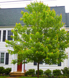 October Glory Maple Tree