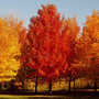October Glory Red Maple Tree Amongst yellow trees in fall
