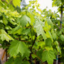 octpber glory maple tree green spring foliage