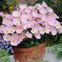 Oenothera Siskiyou evening primrose in a decorative container