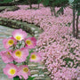 Siskiyou Pink Evening Primrose with soft pink flowers spreading as a sunny perennial groundcover
