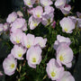 Oenothera speciosa Siskiyou with pale pink cup-shaped flowers and green foliage