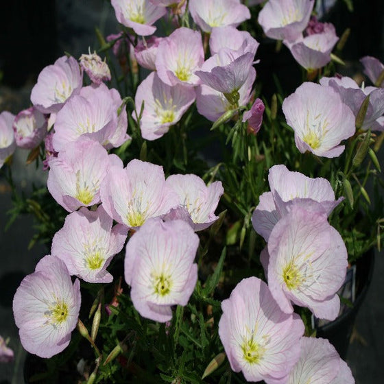 Oenothera speciosa Siskiyou with pale pink cup-shaped flowers and green foliage