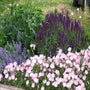 Oenothera Siskiyou groundcover with soft pink blooms in a dry sunny border