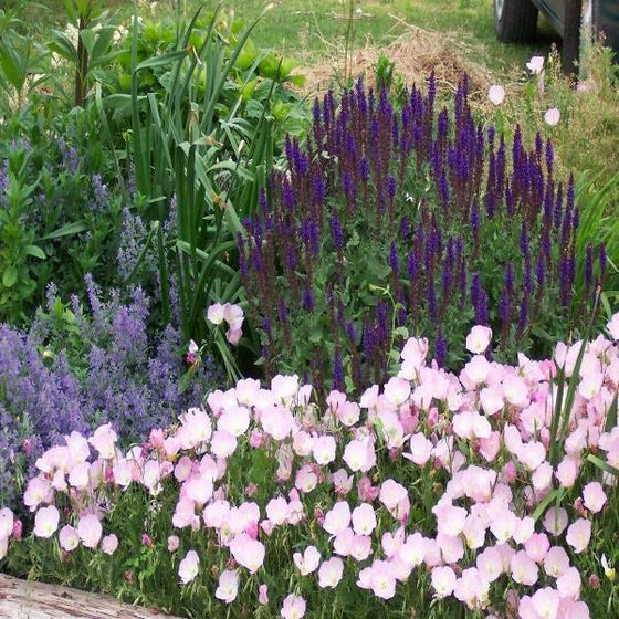 Oenothera Siskiyou groundcover with soft pink blooms in a dry sunny border