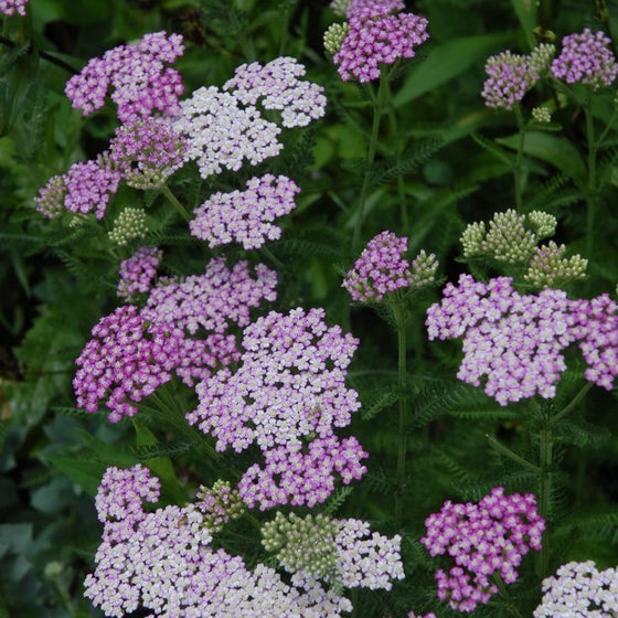 Deer resistant Oertel’s Rose Yarrow with aromatic fern-like foliage and pink blooms