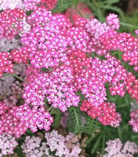 Oertel's Rose Yarrow