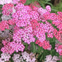 Oertel’s Rose Yarrow with rose pink flowers and fern-like foliage in a sunny pollinator garden