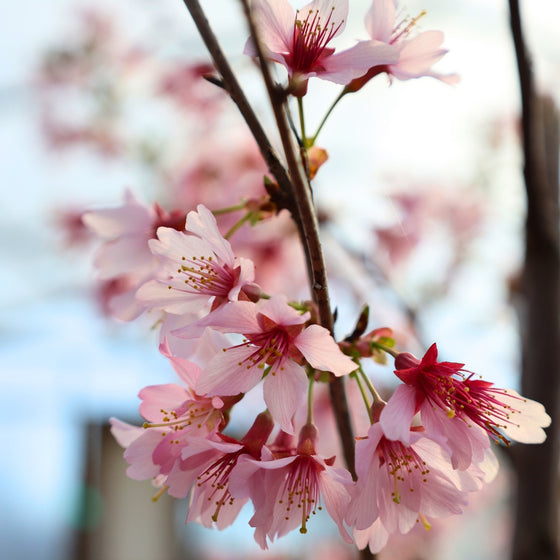 close up photo the of rosy pink flowers on the okame cherry blossom tree in early spring