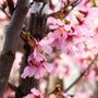close up look at the Pink Okame Cherry Blossom tree in bloom