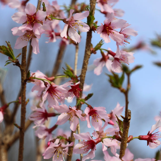 sweet pink okame cherry blossom blooms against a bright blue sky