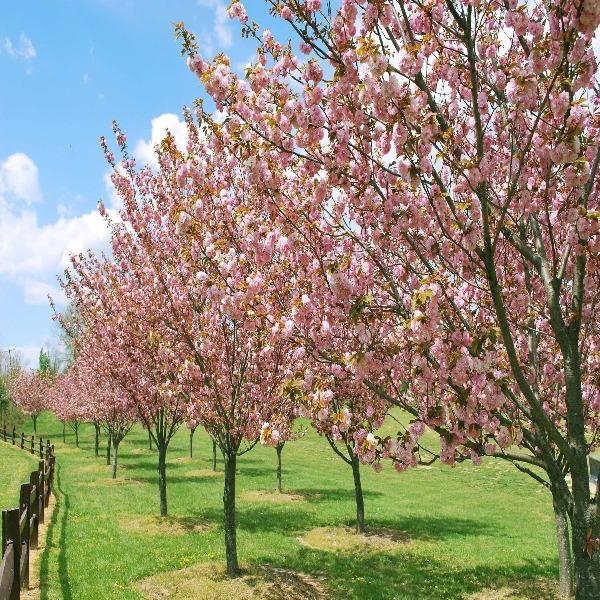 Buy Okame Cherry Blossom Trees Online | Garden Goods Direct