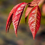 fall color of the okame cherry blossom tree