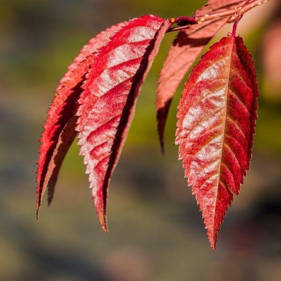 fall color of the okame cherry blossom tree