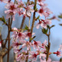 sweet pink okame cherry blossom blooms against a bright blue sky