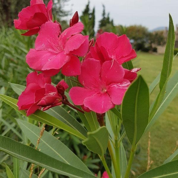 fertilizer for oleander plants Oleander Plant
