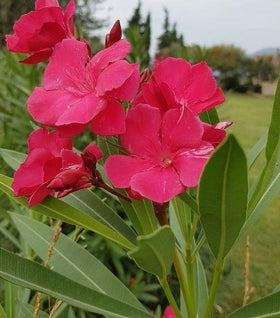 Oleander Plant