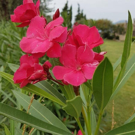 oleander indoor plant Oleander Plant