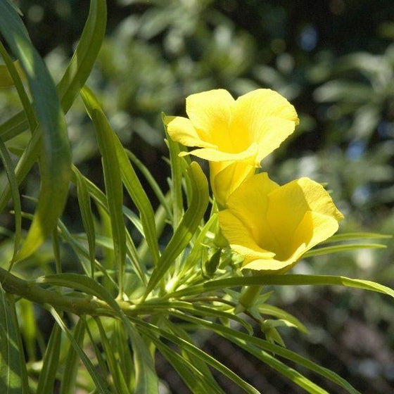 fertilizer for oleander plants Oleander Plant