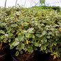 Olive Martini Elaeagnus Shrub green and gold foliage