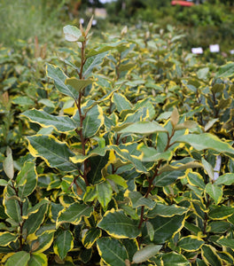 Olive Martini™ Elaeagnus