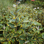Olive Martini Elaeagnus Shrub green and gold foliage