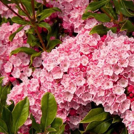 Olympic Fire Mountain Laurel for Sale | Garden Goods Direct