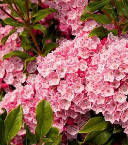 Olympic Fire Mountain Laurel
