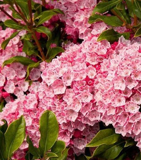 Olympic Fire Mountain Laurel