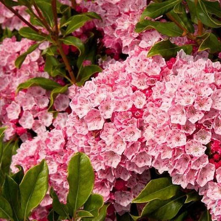 olympic-fire-mountain-laurel-