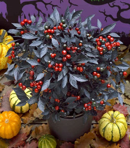 Onyx Red Ornamental Pepper