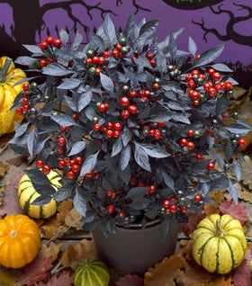 Onyx Red Ornamental Pepper
