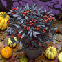 Onyx Red Ornamental Pepper aS A FALL DECORATION
