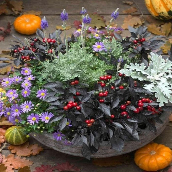 Onyx Red Ornamental Pepper Fall Tabletop Pot