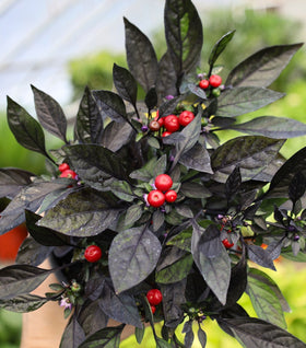 Onyx Red Ornamental Pepper