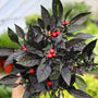 vibrant ornamental pepper plant with black leaves