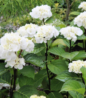 Onyx Zebra Hydrangea