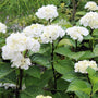 creamy white flower clusters of the onyx zebra hydrangea with green bigleaf foliage