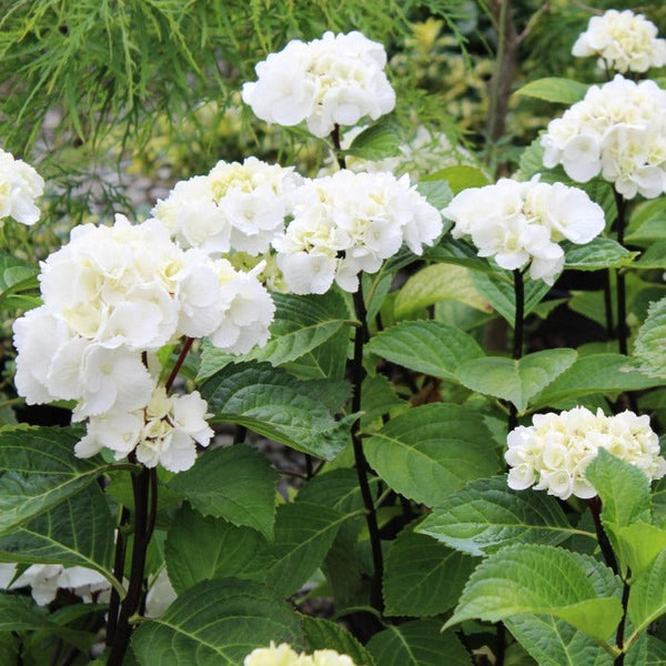 Zebra hydrangea outlet