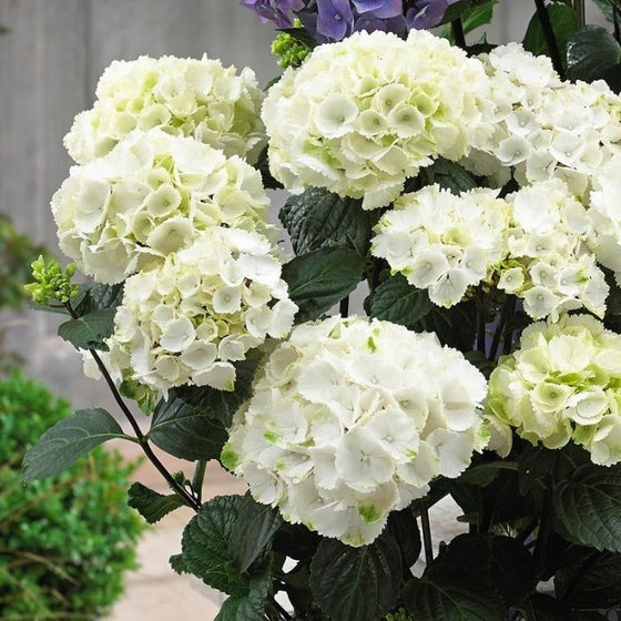Hydrangea4937　0203 Bloom Haus Hydrangea - White, 1 ct - Kroger