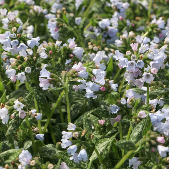 Mature Opal Lungwort forming a low flowering clump beside a shaded garden path