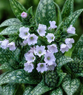 Opal Lungwort