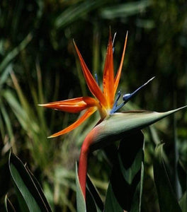 Orange Bird of Paradise