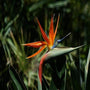 Orange Bird of Paradise close up of the bird shaped flower