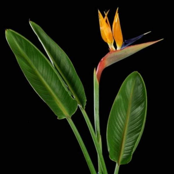 Orange Bird of Paradise flower with foliage 