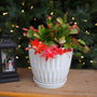 orange christmas cactus for holiday display in a white pot in front of a lit christmas tree
