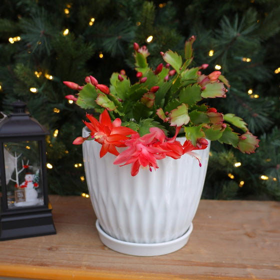 orange christmas cactus for holiday display in a white pot in front of a lit christmas tree